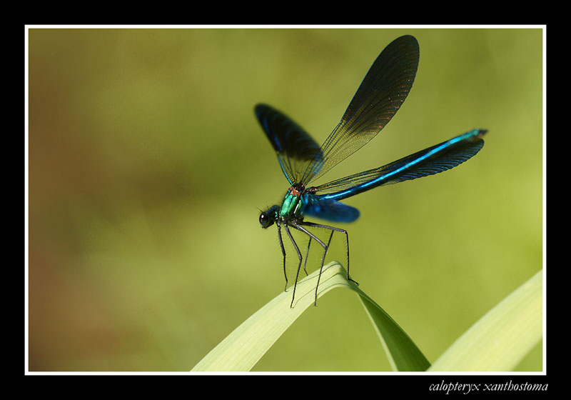 calopteryx xanthostoma.jpg