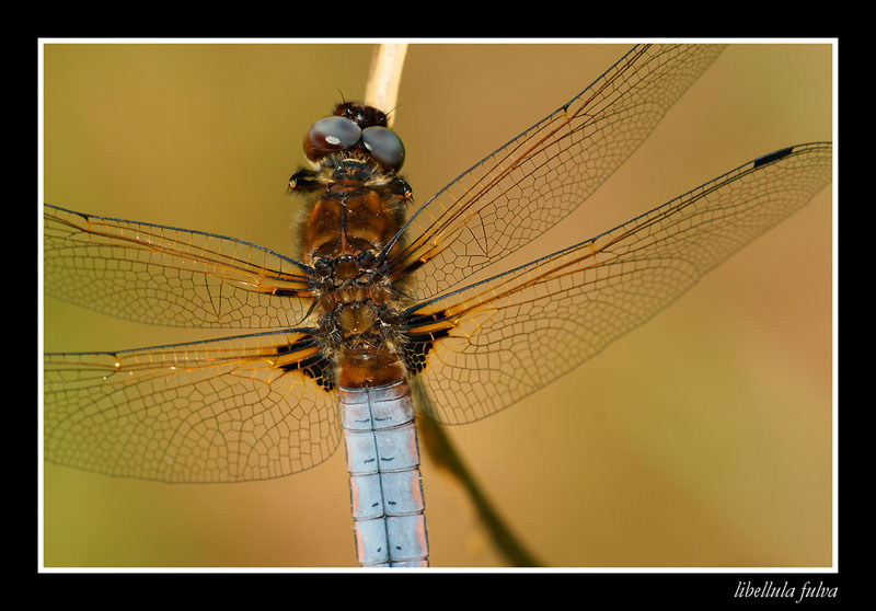 libellula fulva.jpg