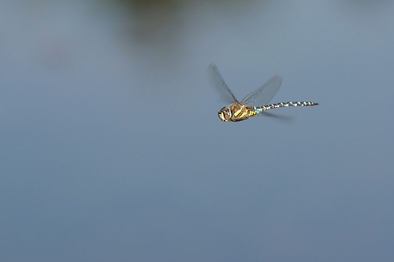 Image nature coucours 2.jpg