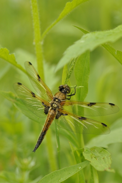 macro 090.JPG