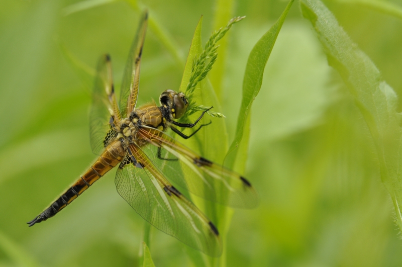 macro 098.JPG