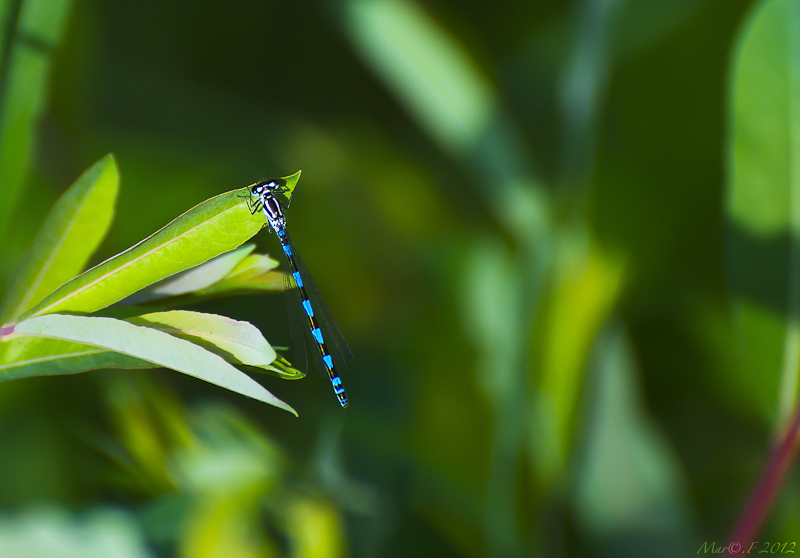 Demoiselle-2.jpg