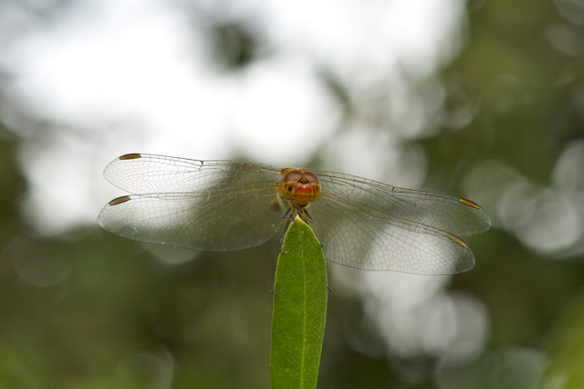 DSC_0205.jpg