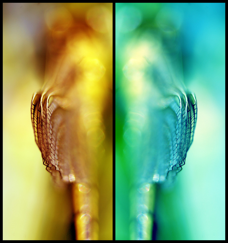 montage libe1-3_800.jpg