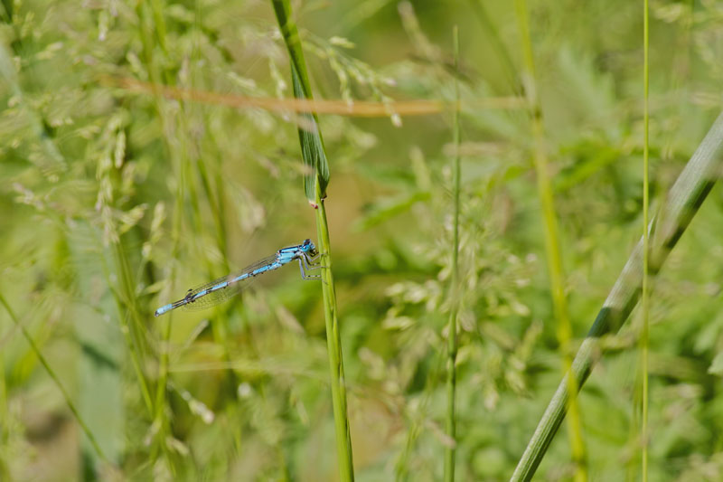 Agrion Jouvencelle 02.jpg