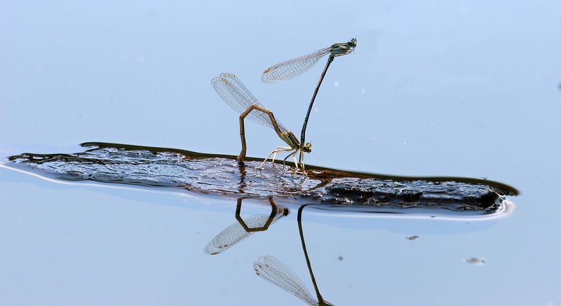 P.pennipes_IeN.jpg