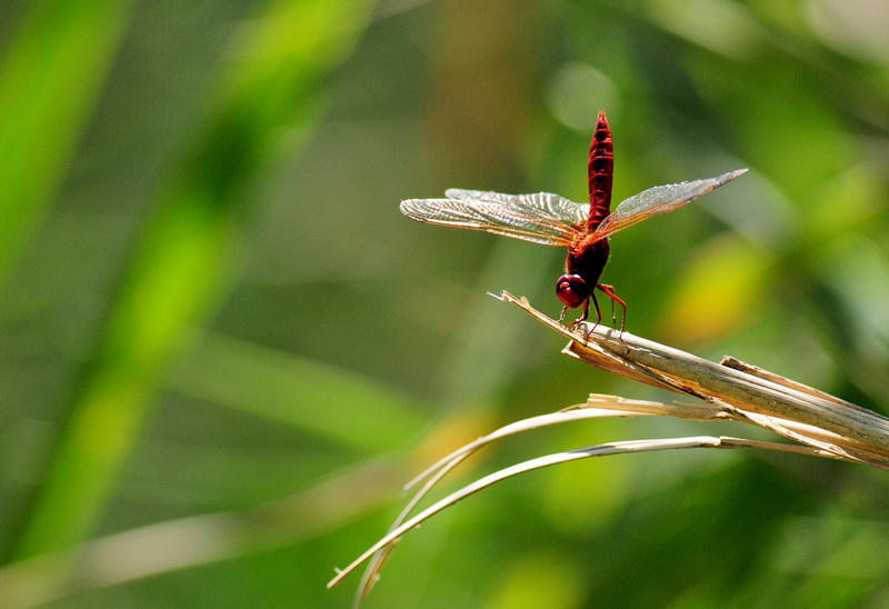 D30_8858 r800.jpg