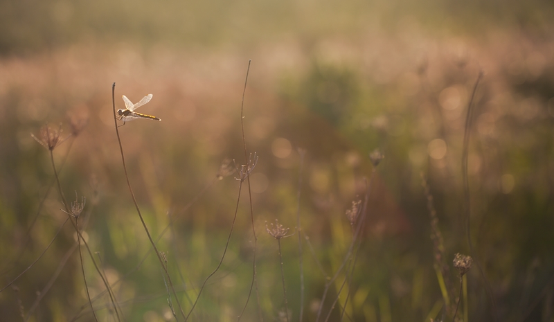 libellule_image_et_nature1.jpg