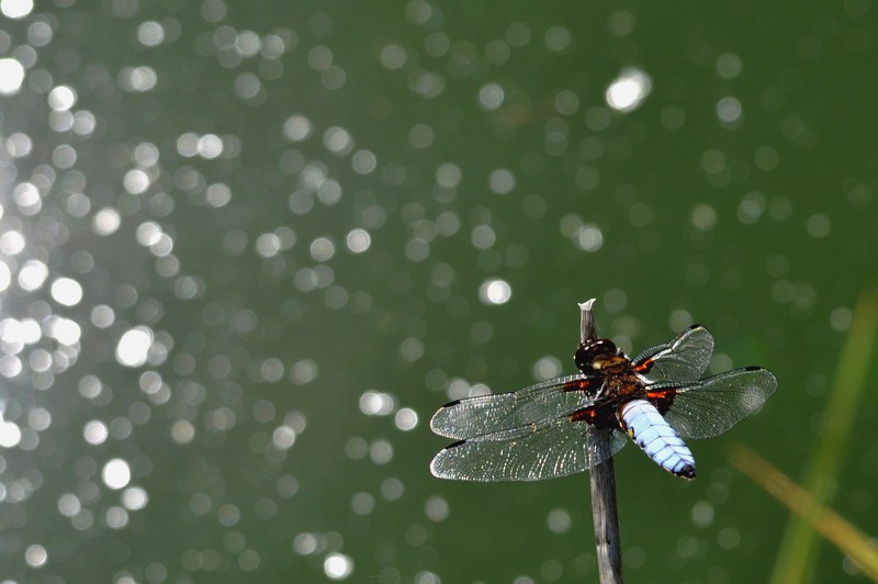 DSC_0603 - Copie.JPG