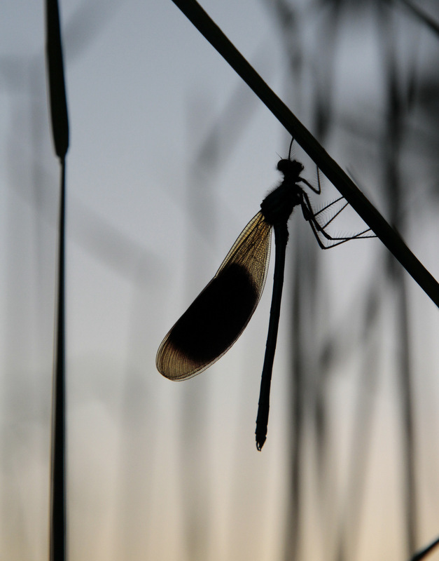 _MG_3325.JPG