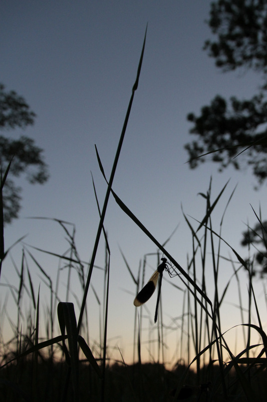 _MG_3327.JPG