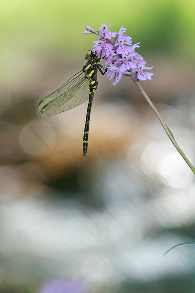 Cordulegaster Bidentata.JPG
