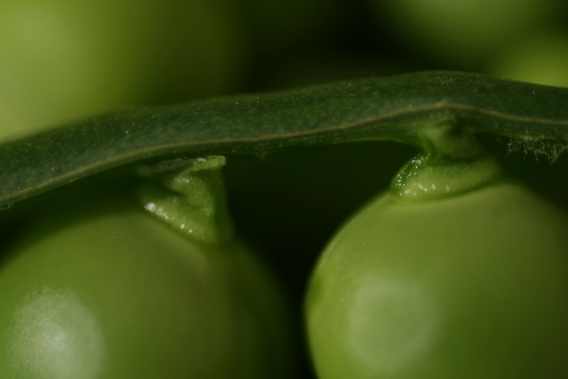 petits pois dans leur gousse.jpg