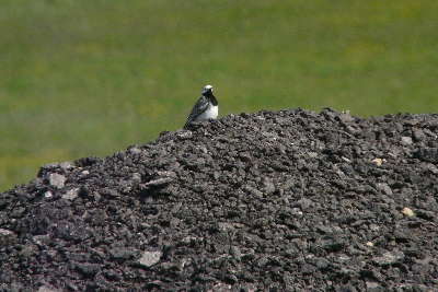 P1110476(2).JPG