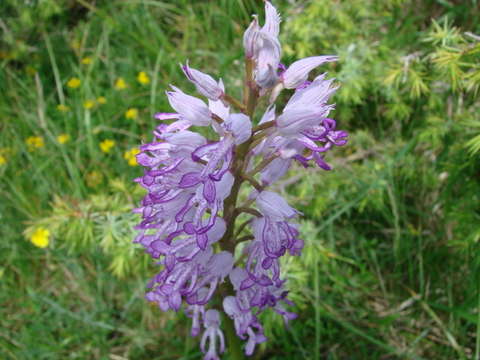DSC08060.JPG