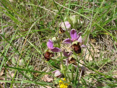 DSC08065.JPG