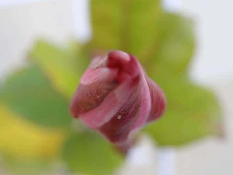 BoutonBicolore.jpg