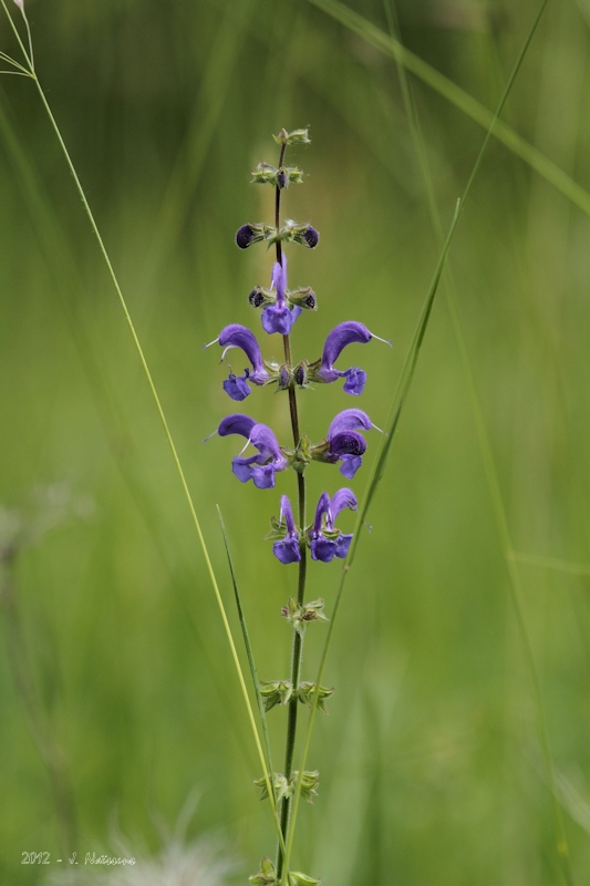 20120605_pca_0027_w.jpg