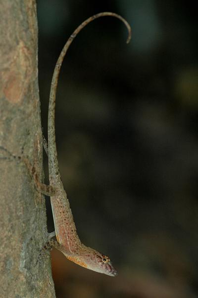 Norops polylepis (Costa Rica).JPG