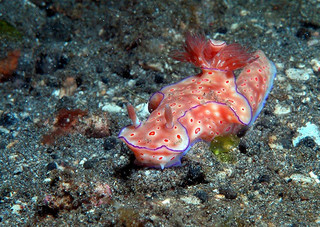 nudi.jpg