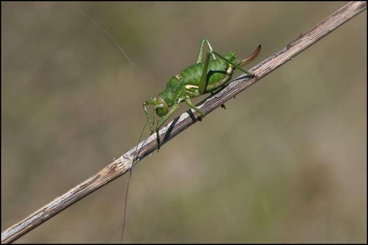 Sauterelle verte-7.jpg