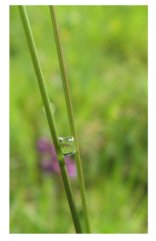 goutte en équilibre.jpg