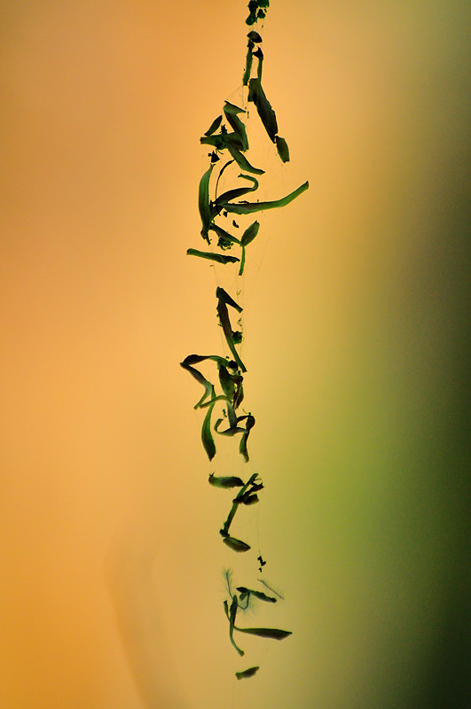 Kanji 16042011 (3).jpg