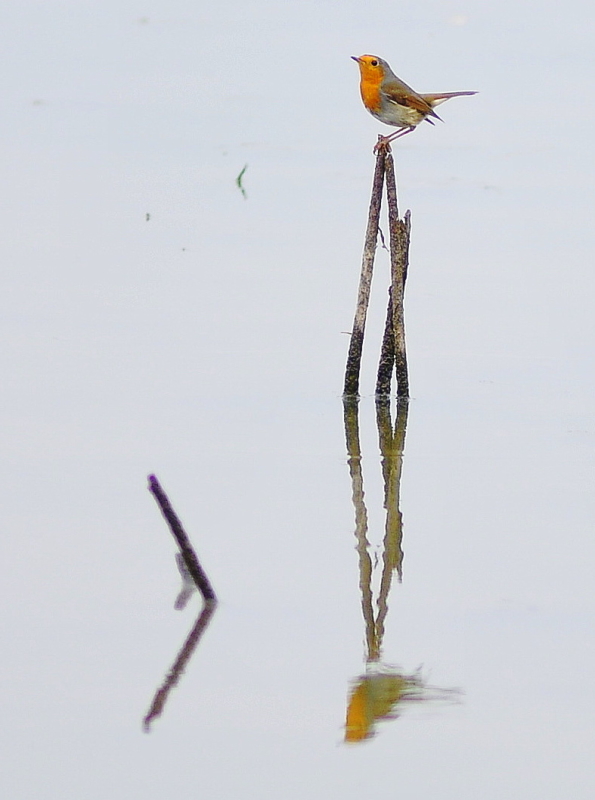 DSC_8339.JPG