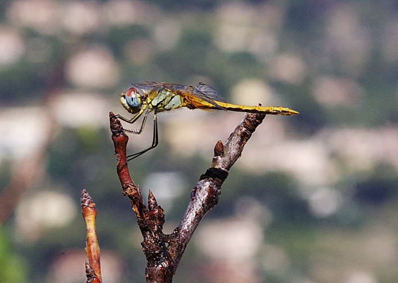 f29266816 21.jpg