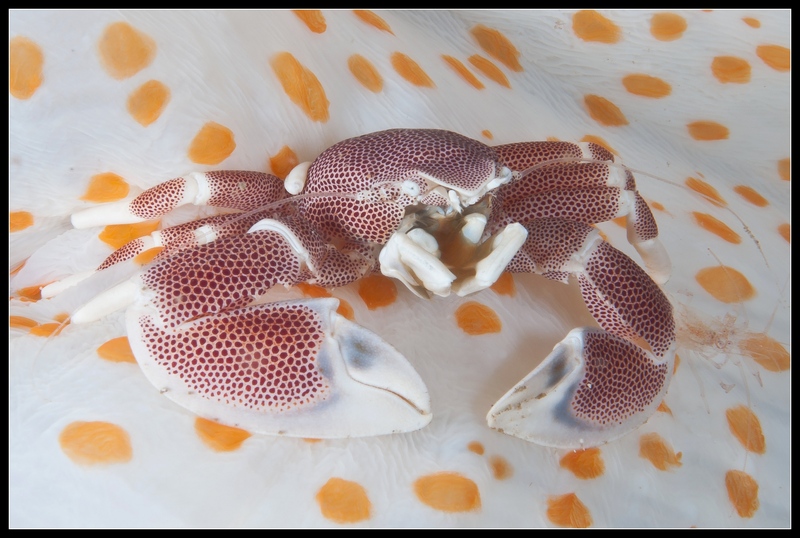 tn_crabe 10022012-2012_02_10_3790-.jpg
