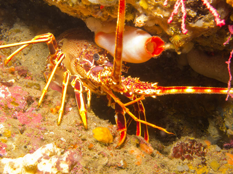 langouste2.jpg