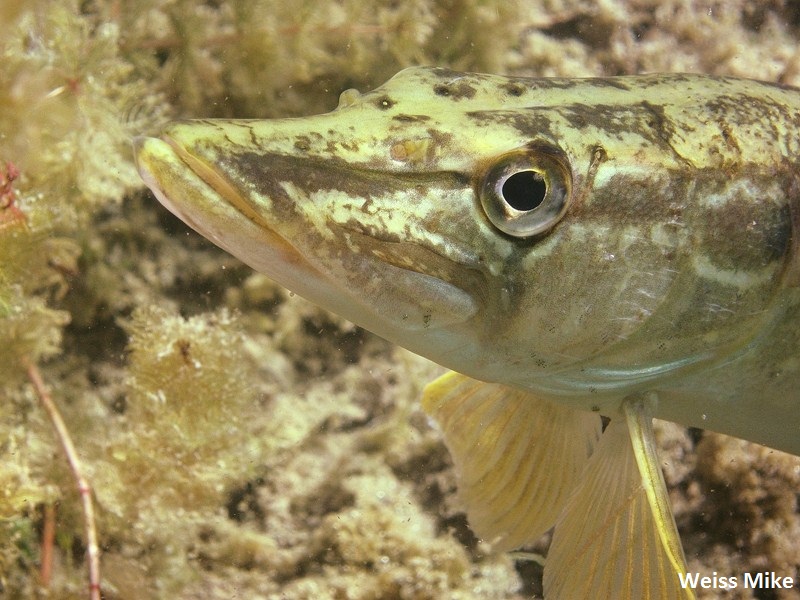 Brochet.JPG
