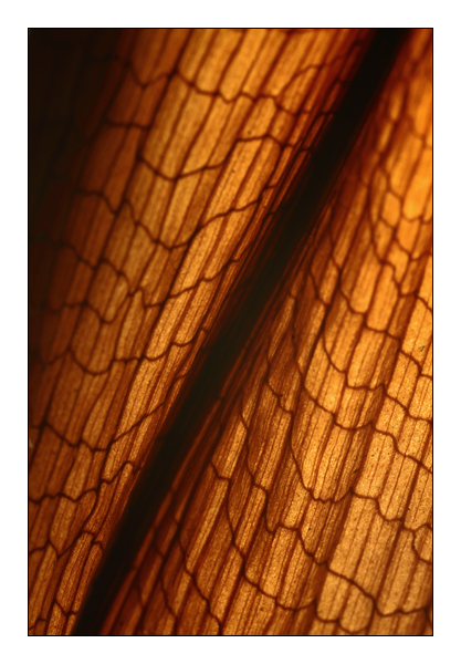 Dracaena massangeana.jpg