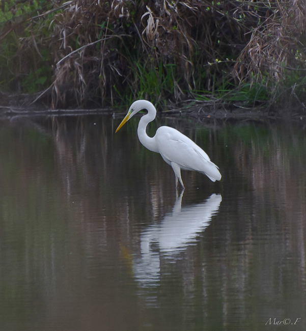 Grande aigrette-4.jpg
