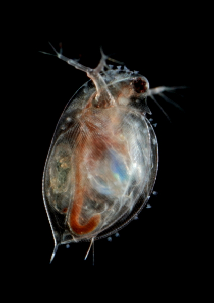 Daphnia pulex w2_8720b.JPG