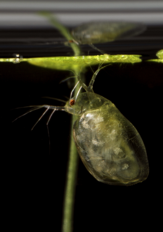 Simocephalus vetulus w.JPG