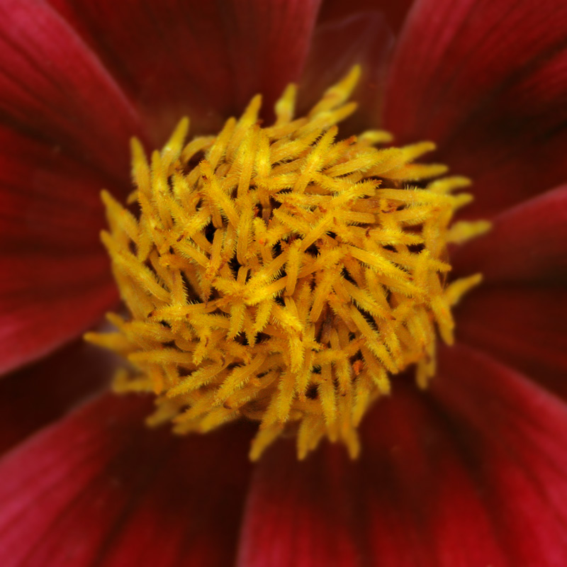 fleur800.jpg