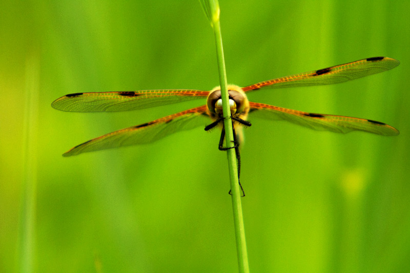 delucine-geometrie.jpg