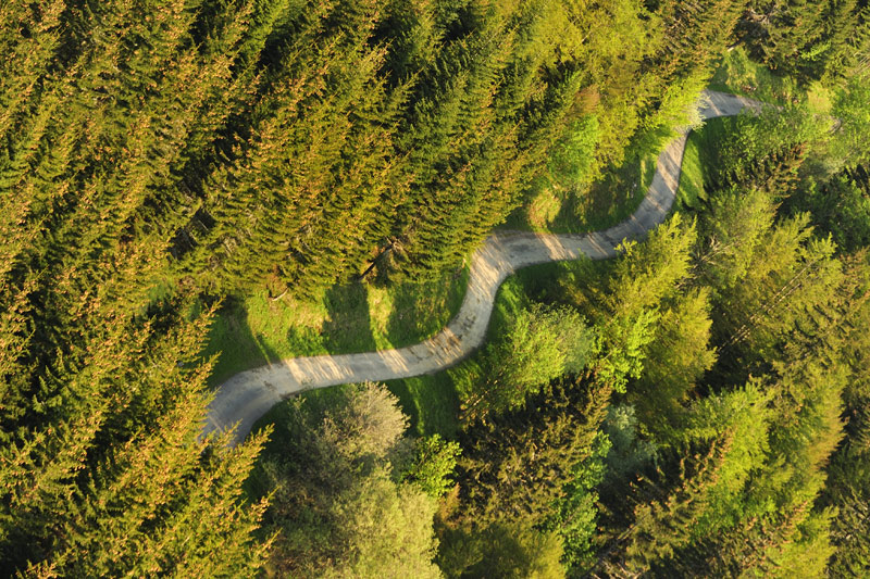 serpent-dans-la-forêt.jpg
