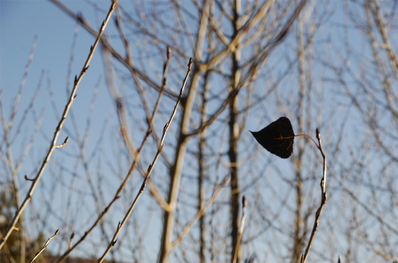 feuille.jpg
