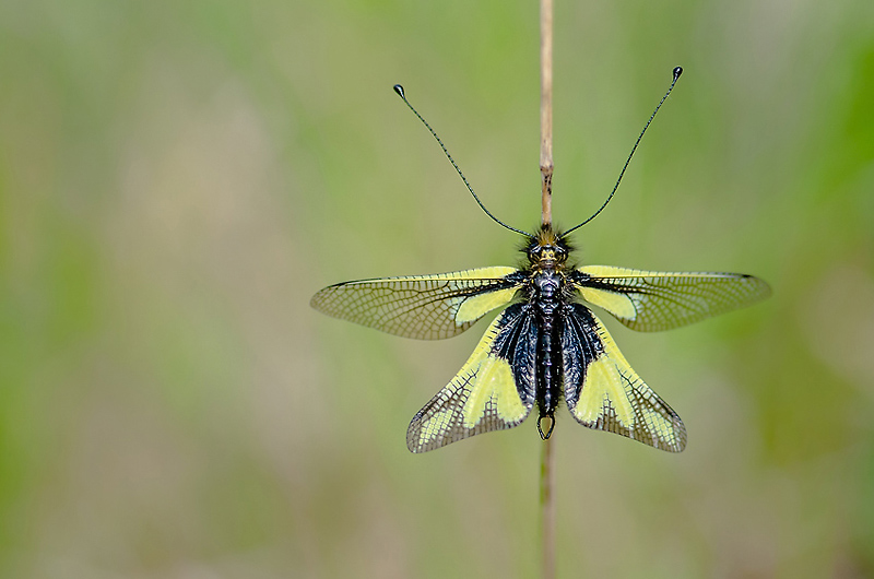 DSC_5063_XA.jpg