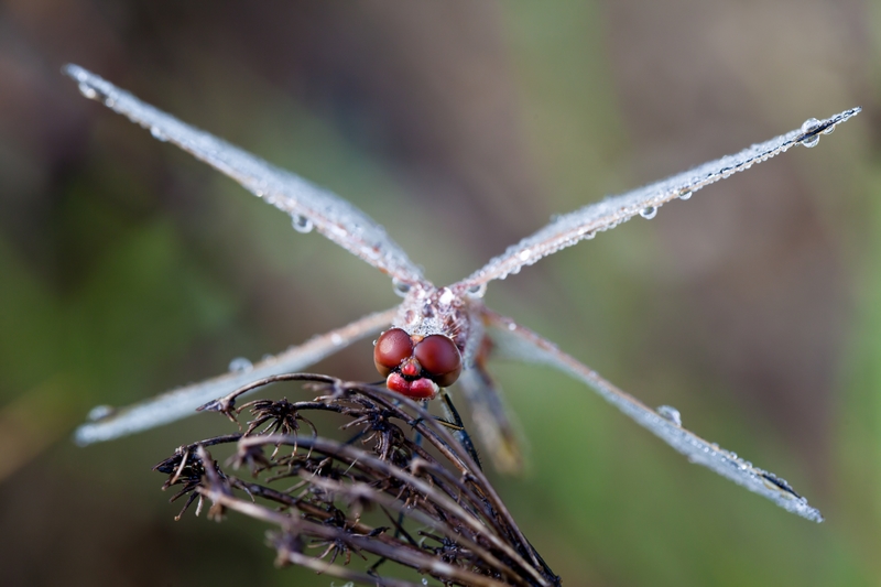 libellule_concours_image_et_nature.jpg