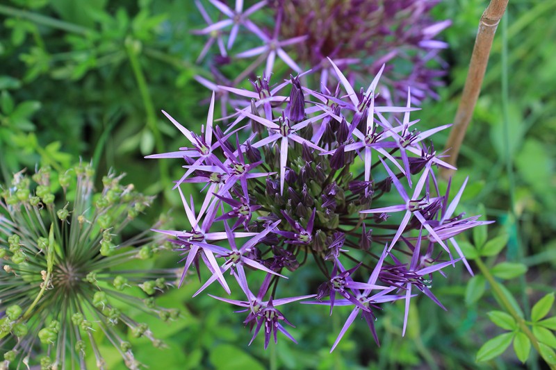 allium.JPG