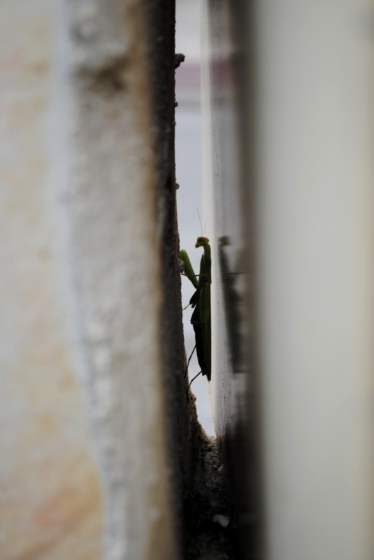 DSC_0747.jpg