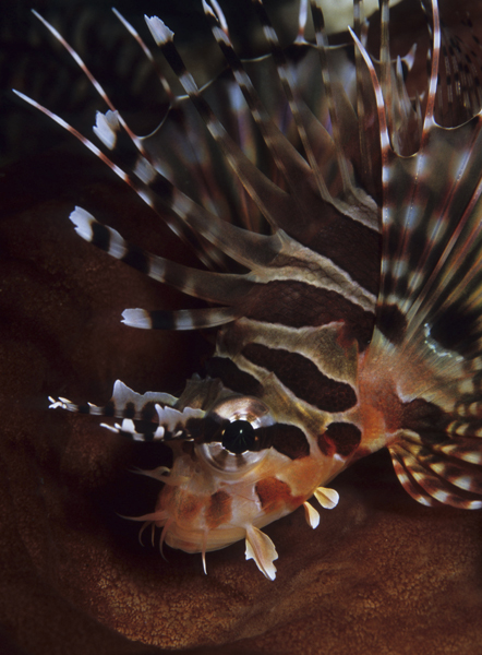 Bali-Lembeh020 WEB.jpg