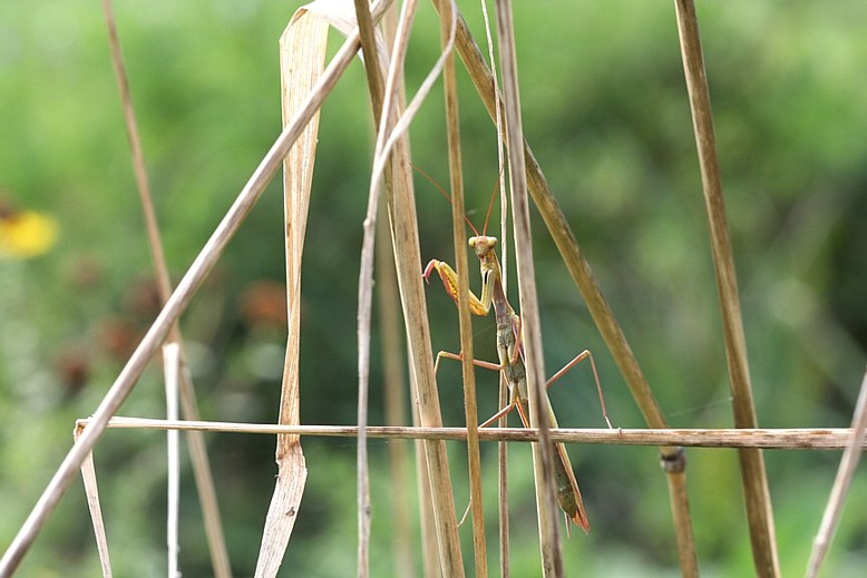 Mantis 12 09 2006 Royaumont.jpg
