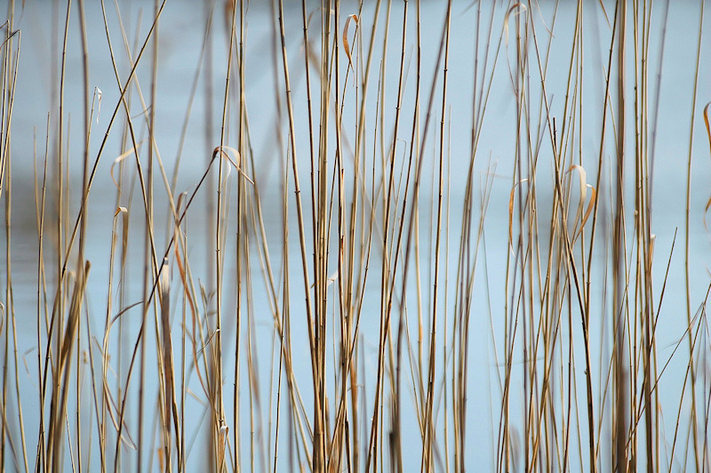 Verticalité - Image et Nature.jpg