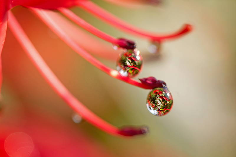goutte-etamine.jpg