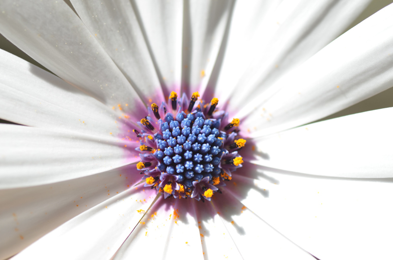 coeur de fleur.jpg
