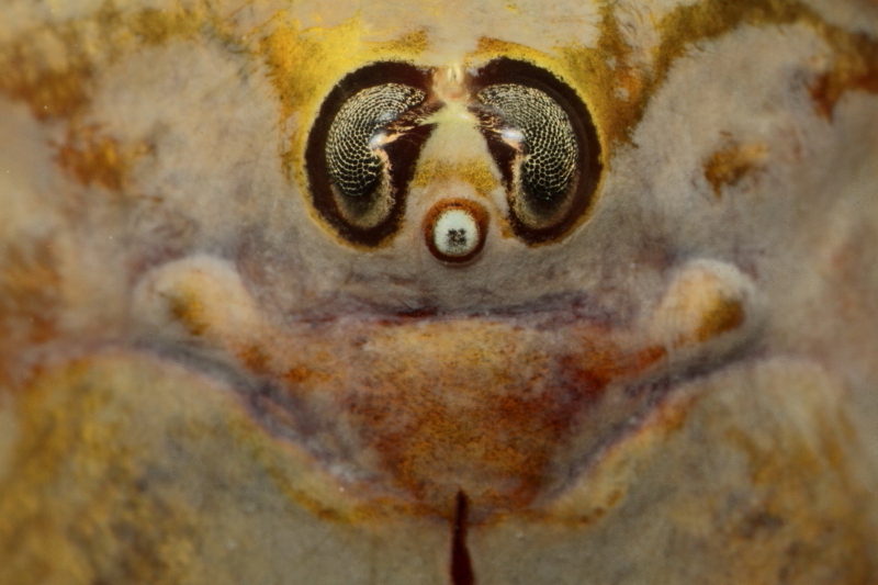 Le sourire du Triops.JPG